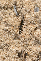 Cataglyphis aenescens