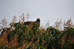 Buteogallus anthracinus