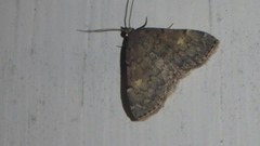 Idia diminuendis