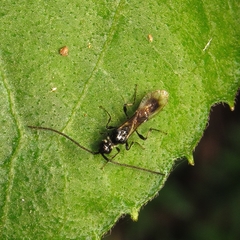 Spilomicrini
