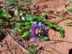 Passiflora cincinnata