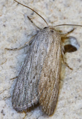 Catabena lineolata