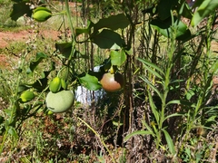 Passiflora cincinnata