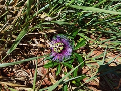 Passiflora cincinnata