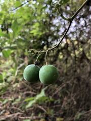 Passiflora coriacea