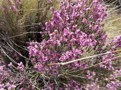 Erica dissimulans