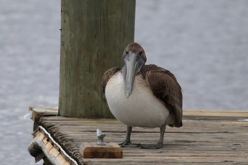 Brown Pelican photographed in Mississippi
