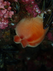 Halocynthia pyriformis