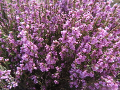 Erica dissimulans