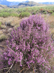 Erica dissimulans