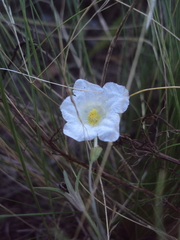 Nierembergia rigida