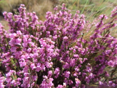 Erica dissimulans