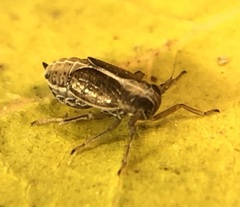 Muellerianella laminalis