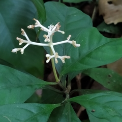 Psychotria cupularis