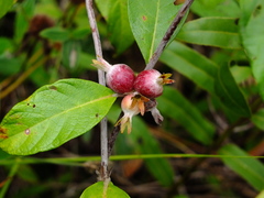 Sabicea cinerea