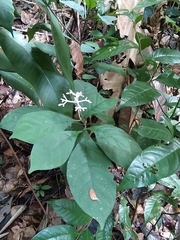 Psychotria cupularis