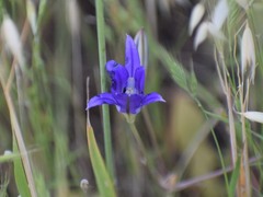 Brodiaea