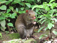 Dasyprocta punctata