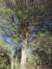 Pinus halepensis