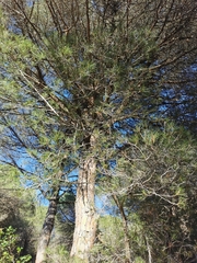 Pinus halepensis