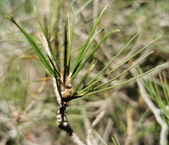 Pinus halepensis