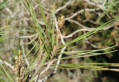 Pinus halepensis