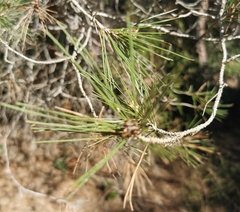 Pinus halepensis