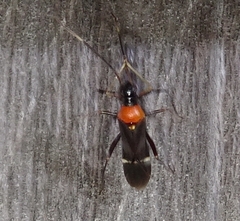 Pseudoxenetus regalis