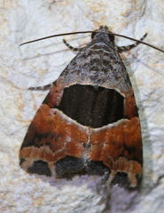 Cobubatha megaplaga