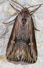 Crambodes talidiformis