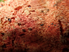 Hyphodiscus hymeniophilus