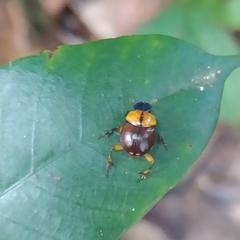Scybalocanthon pygidialis