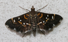 Diathrausta reconditalis