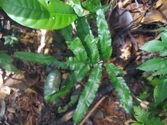 Trichomanes pinnatum