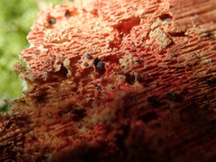 Hyphodiscus hymeniophilus