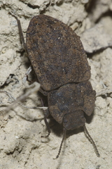 Mitua tuberculicostata