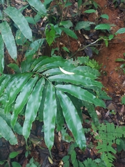 Metaxya scalaris