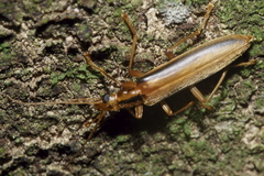 Thelyphassa lineata