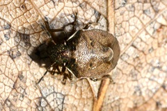 Rubiconia intermedia