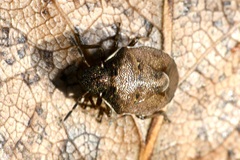 Rubiconia intermedia