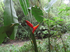 Heliconia bihai