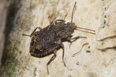 Syrphetodes marginatus