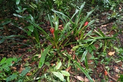 Canistrum aurantiacum