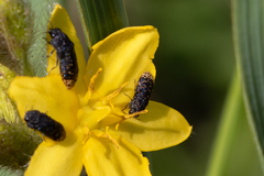 Acmaeodera ruficaudis