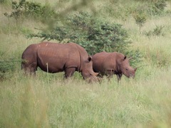 Ceratotherium simum