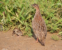 Crested Francolin photo 1