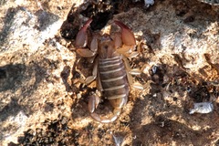 Euscorpius sicanus