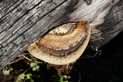 Gloeophyllales