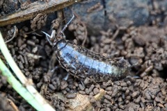 Chaetophiloscia elongata