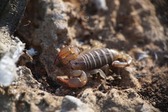 Euscorpius sicanus